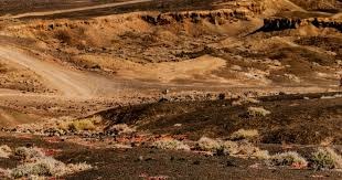 2025全国半程马拉松锦标赛（第1站）四川仁寿鸣枪开跑